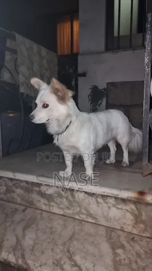 1-3 months Male Mixed Breed Maltese