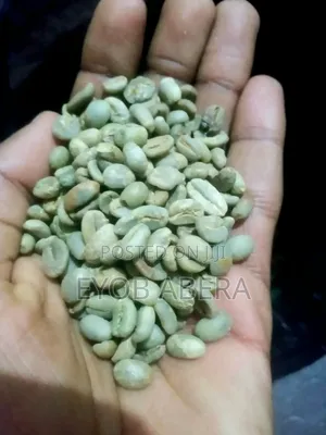 ንፁ ደረጃውን የጠበቀ የጅማ ቡና