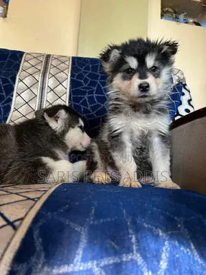 1-3 months Male Purebred Siberian Husky