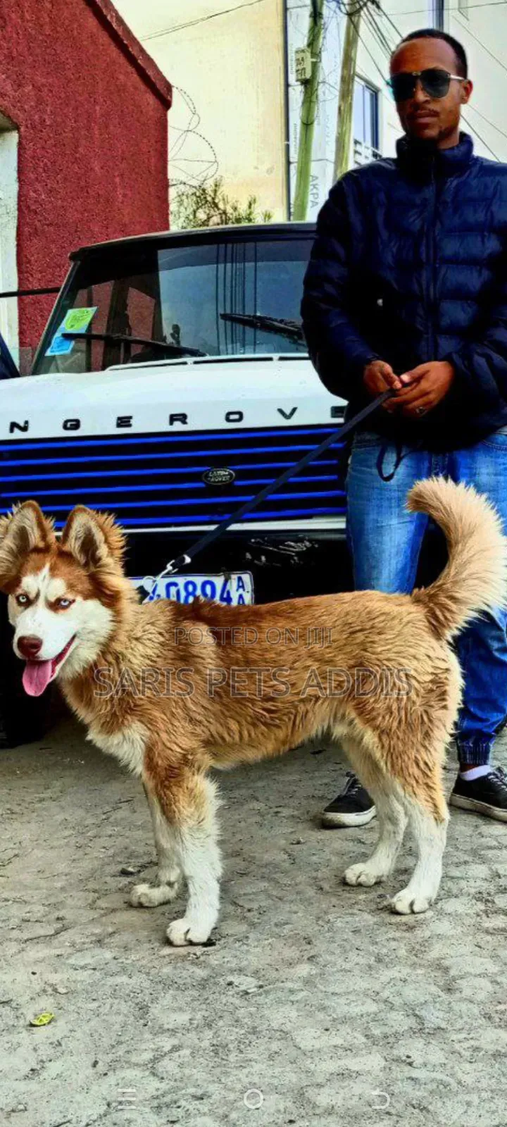 1-3 months Male Purebred Siberian Husky