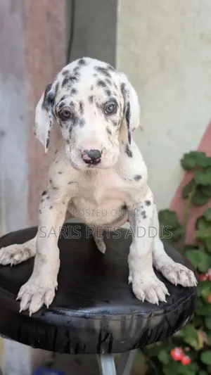 1-3 months Male Purebred Great Dane