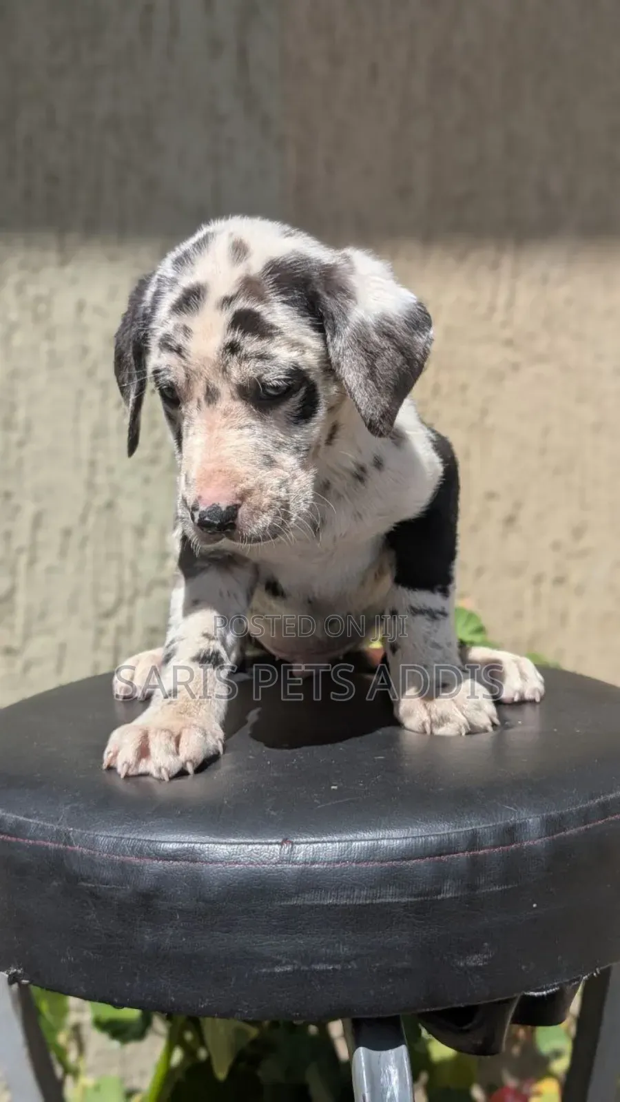 1-3 months Male Purebred Great Dane