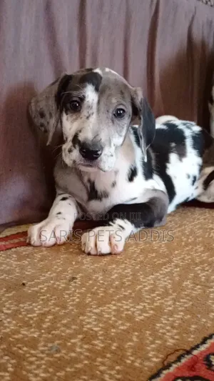 1-3 months Male Purebred Great Dane