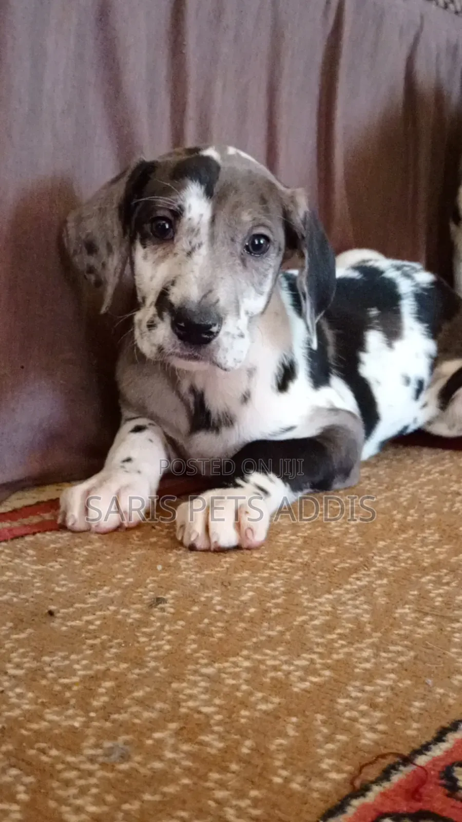 1-3 months Male Purebred Great Dane