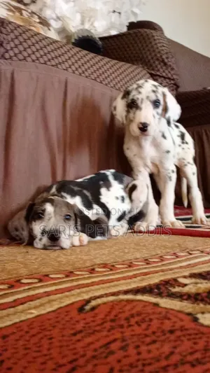 1-3 months Male Purebred Great Dane