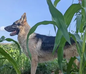Photo - 3-6 months Male Purebred German Shepherd