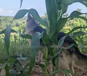 3-6 months Male Purebred German Shepherd