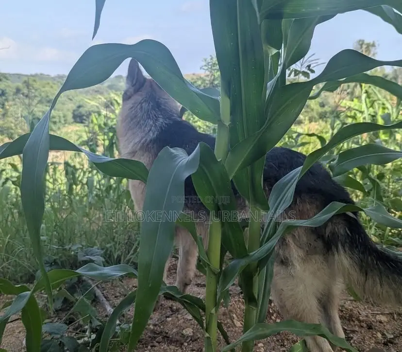 3-6 months Male Purebred German Shepherd