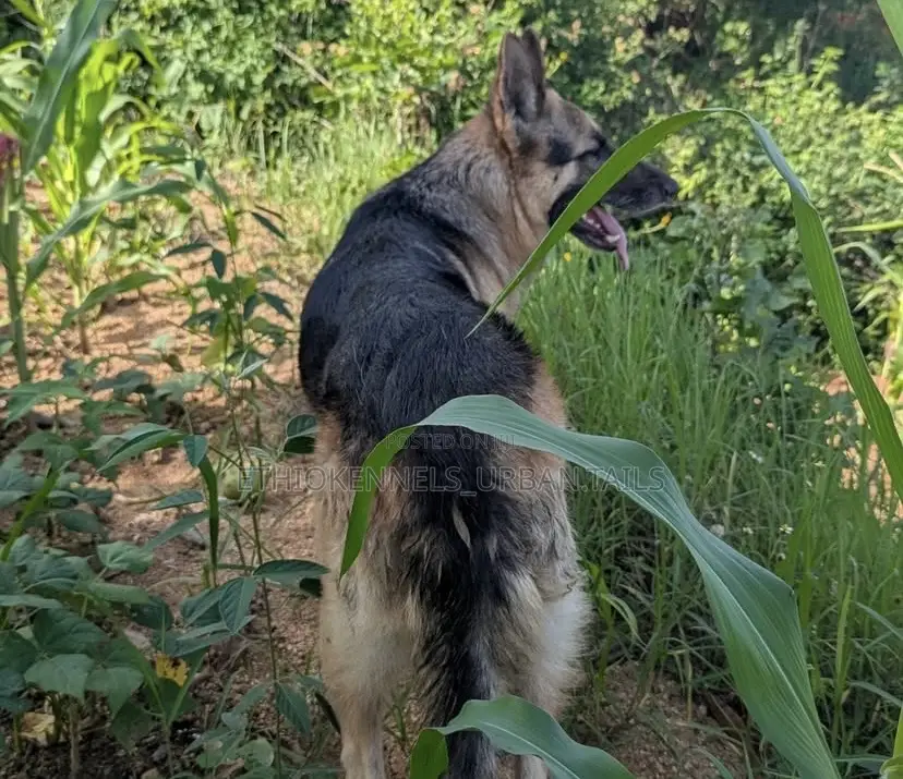 3-6 months Male Purebred German Shepherd