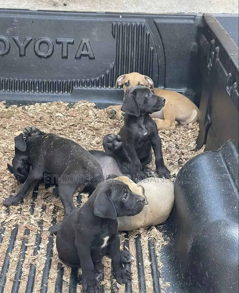 1-3 months Male Purebred Boerboel