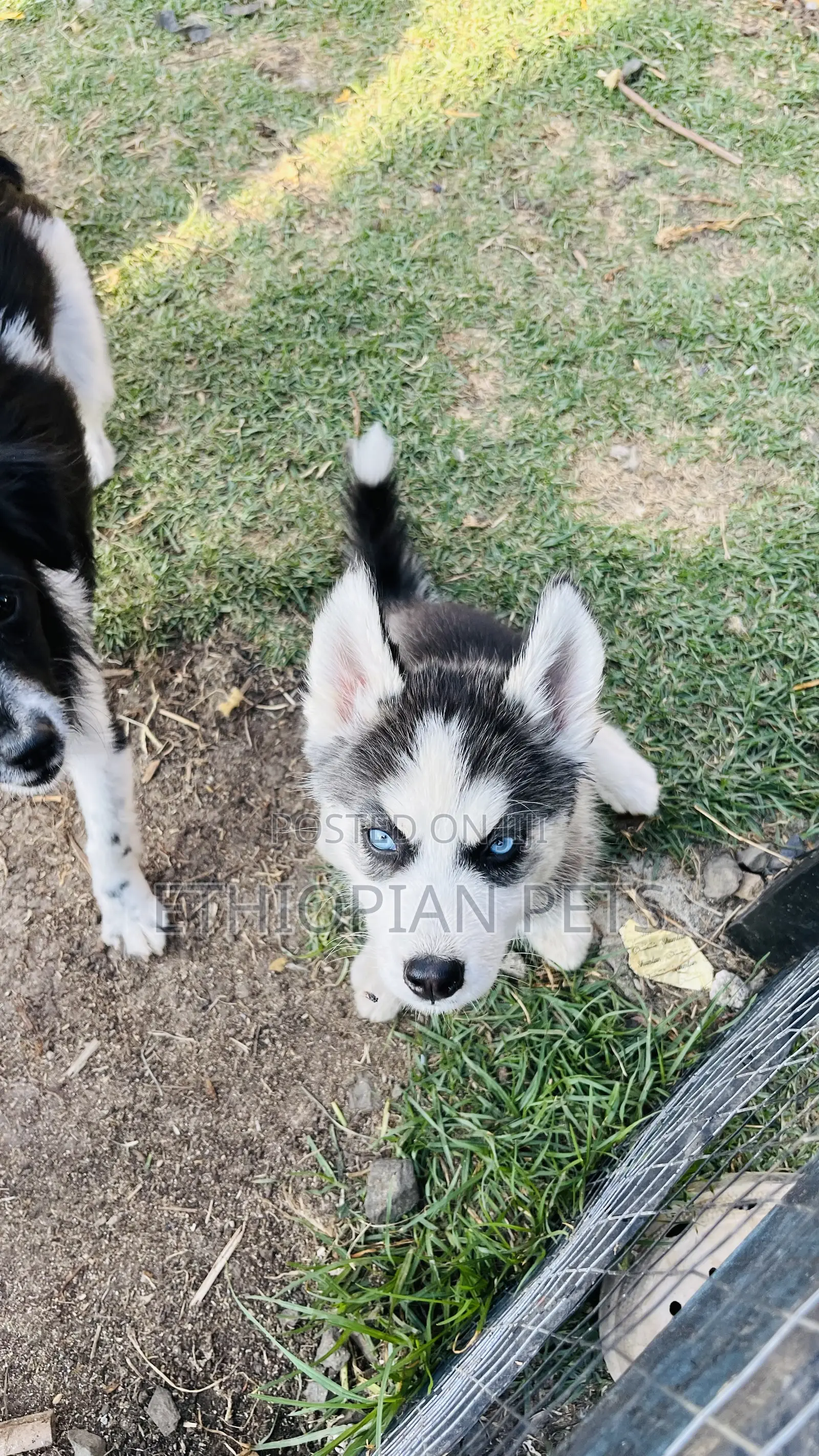 1-3 months Male Purebred Siberian Husky