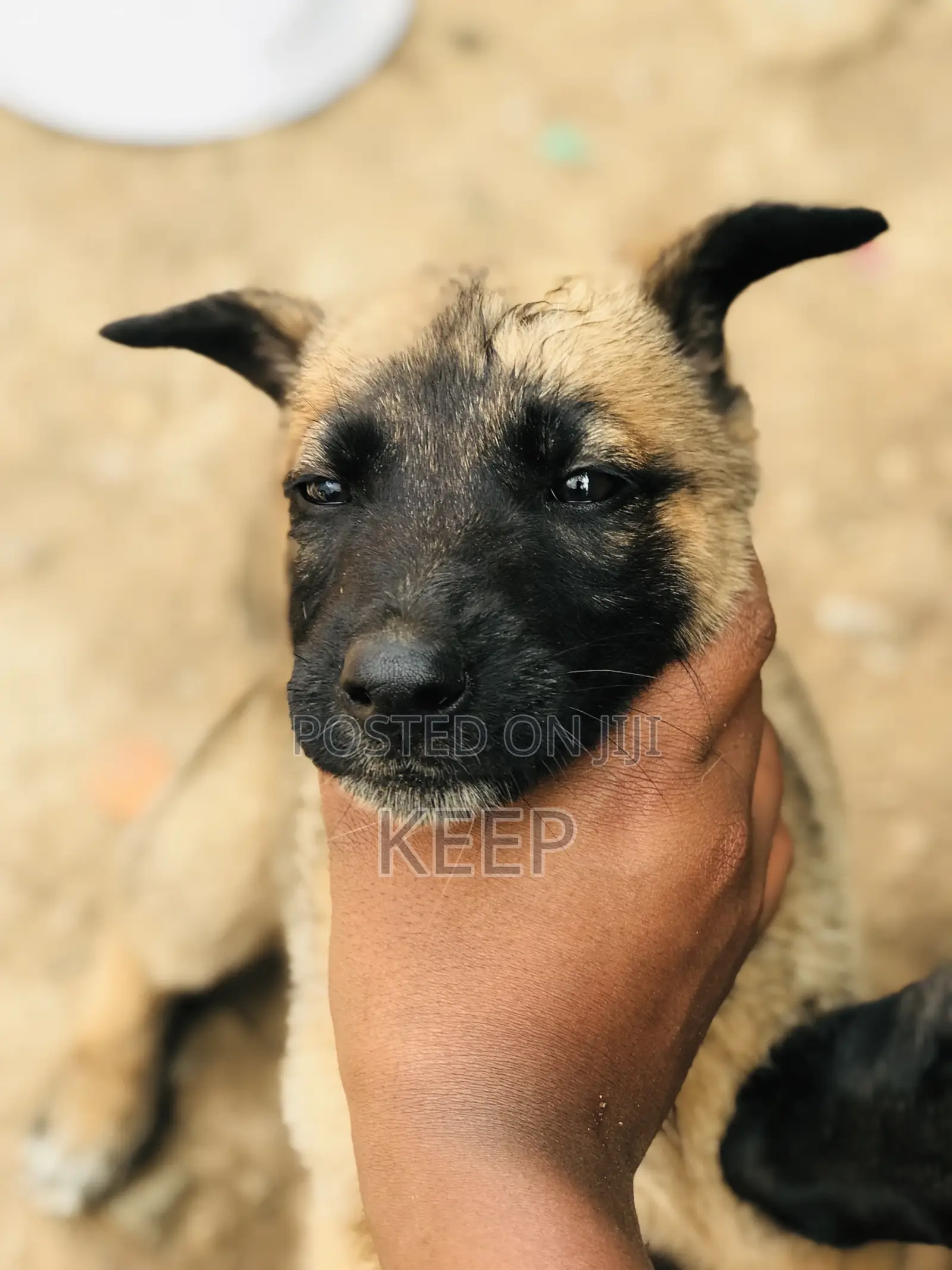 1-3 months Male Mixed Breed Belgian Malinois