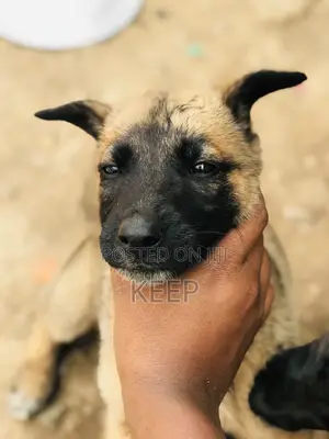 1-3 months Male Mixed Breed Belgian Malinois