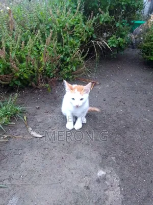 Photo - 1-3 months Female Purebred Abyssinian