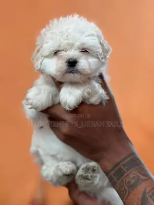 Photo - 1-3 months Male Purebred Maltese