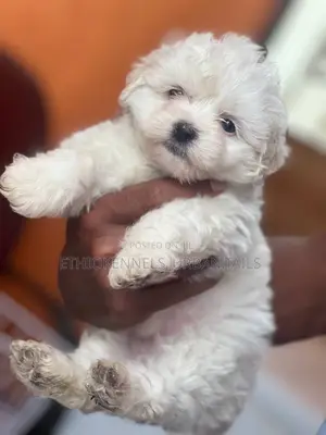 1-3 months Male Purebred Maltese