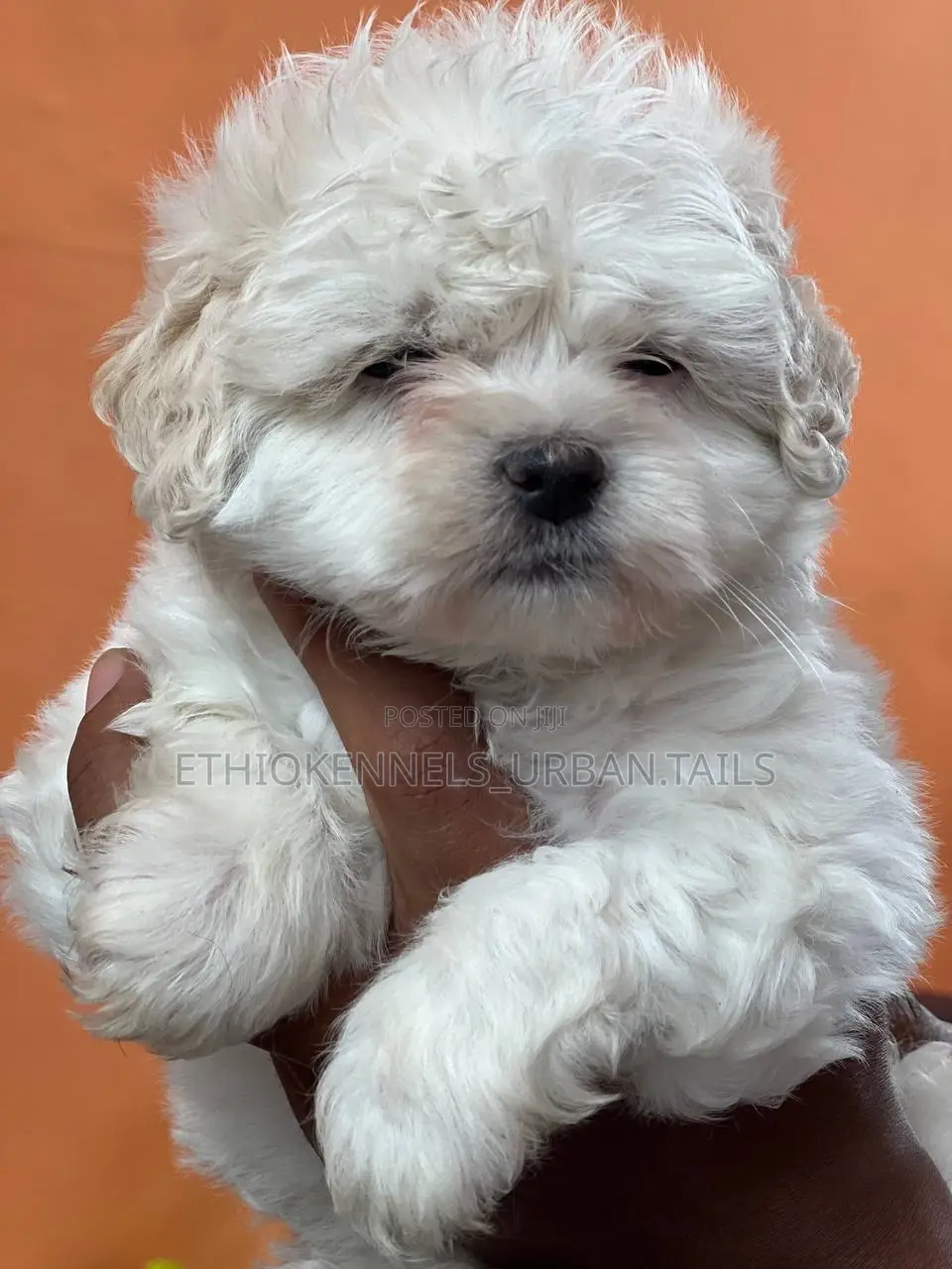 1-3 months Male Purebred Maltese