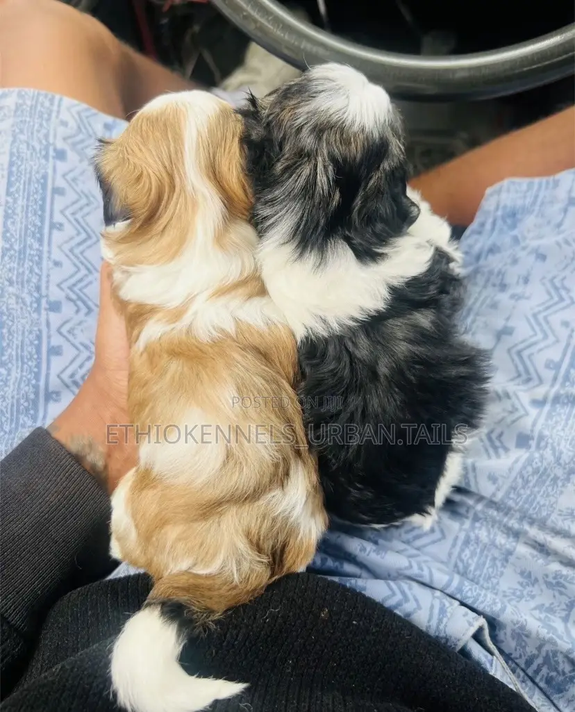 1-3 months Female Mixed Breed Maltese