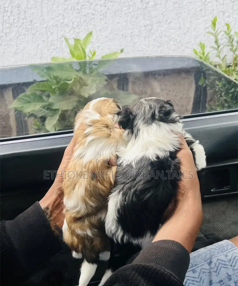 1-3 months Female Mixed Breed Maltese