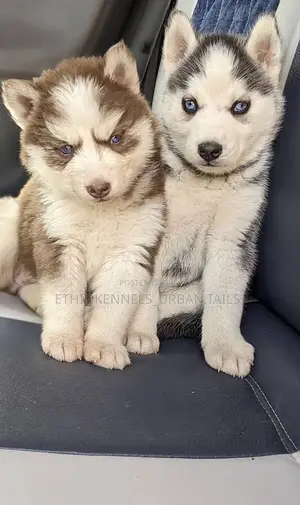 1-3 months Female Purebred Siberian Husky