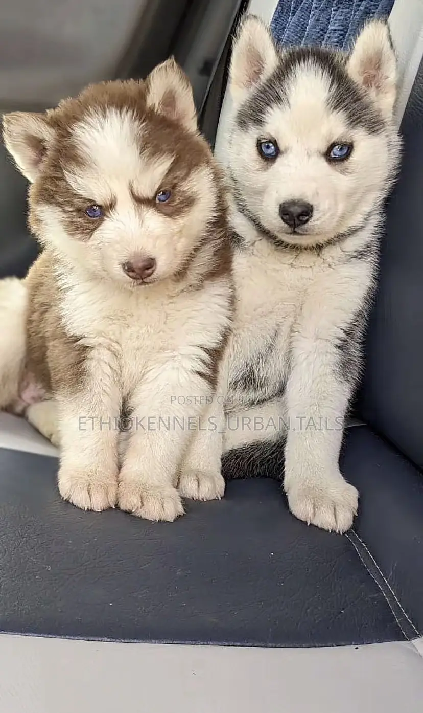 1-3 months Female Purebred Siberian Husky