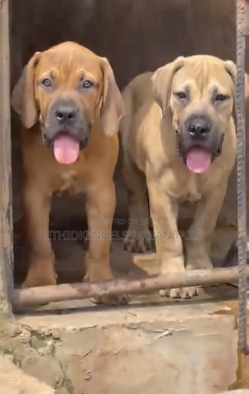 3-6 months Male Purebred Boerboel