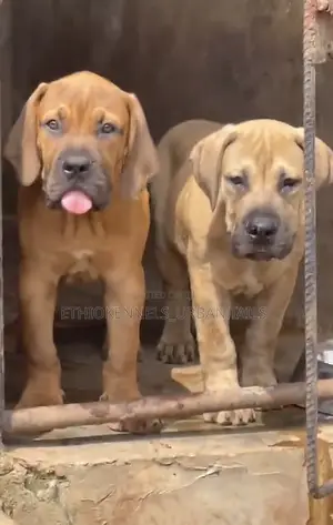 3-6 months Male Purebred Boerboel