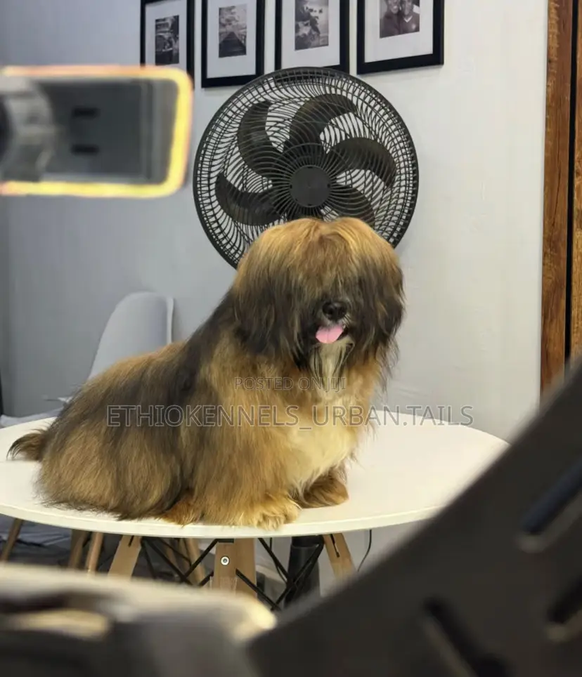 3-6 months Female Mixed Breed Maltese