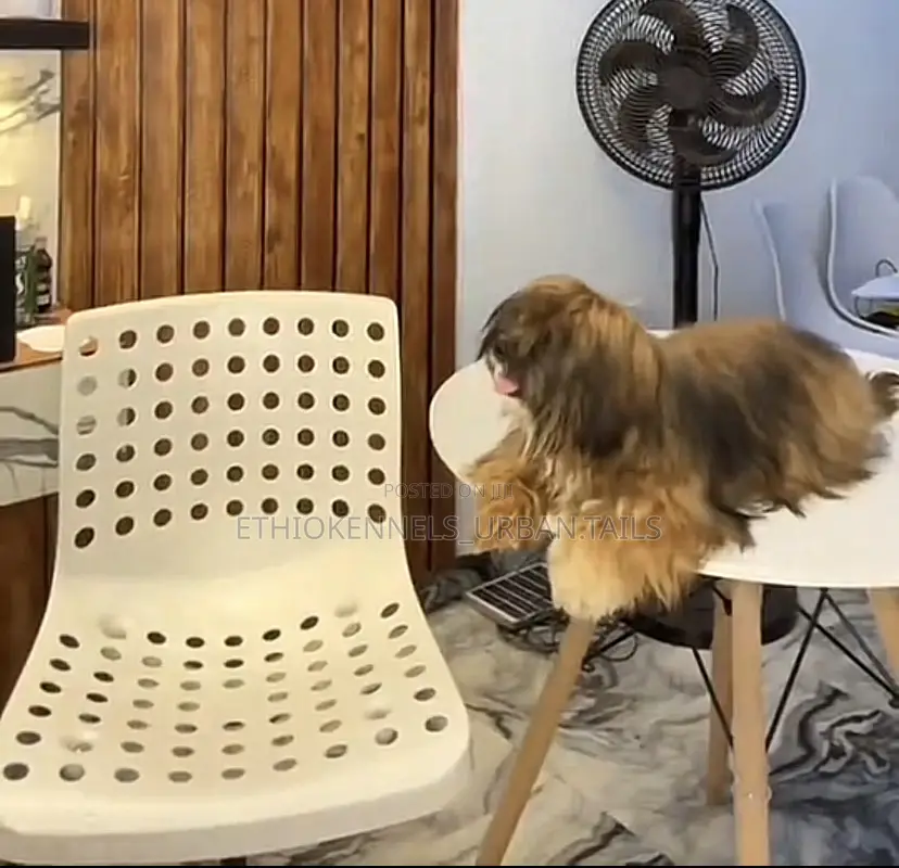 3-6 months Female Mixed Breed Maltese