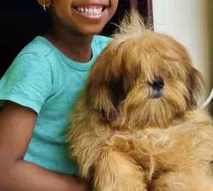 3-6 months Female Mixed Breed Maltese