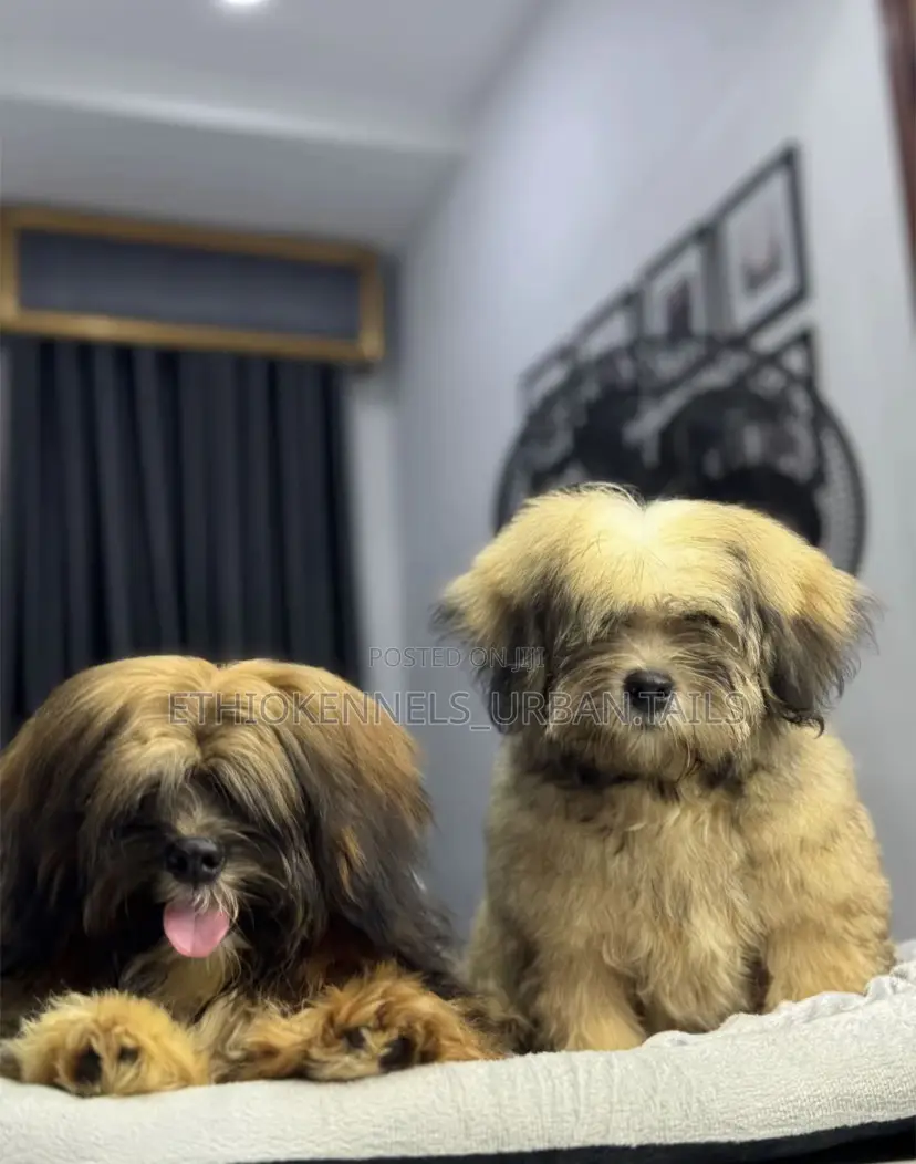 3-6 months Female Mixed Breed Maltese