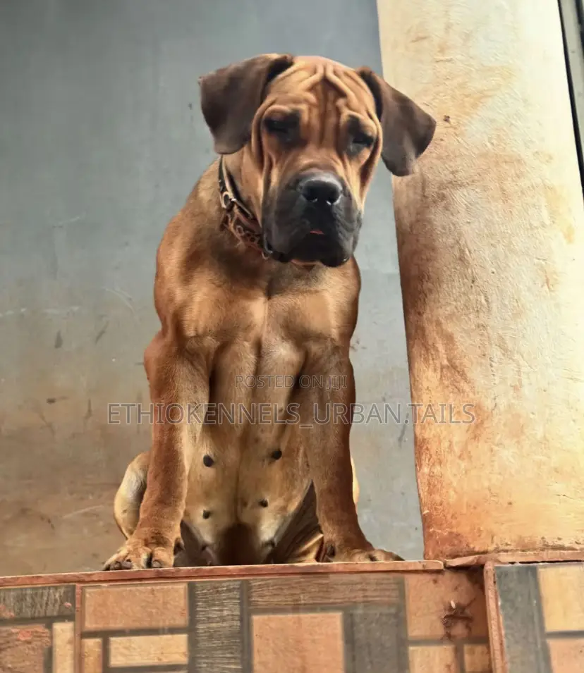3-6 months Female Purebred Boerboel