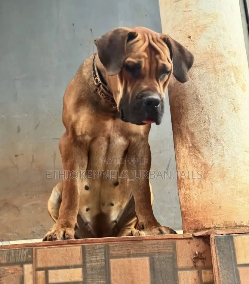 3-6 months Female Purebred Boerboel