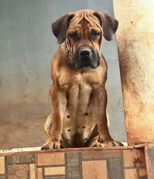 3-6 months Female Purebred Boerboel