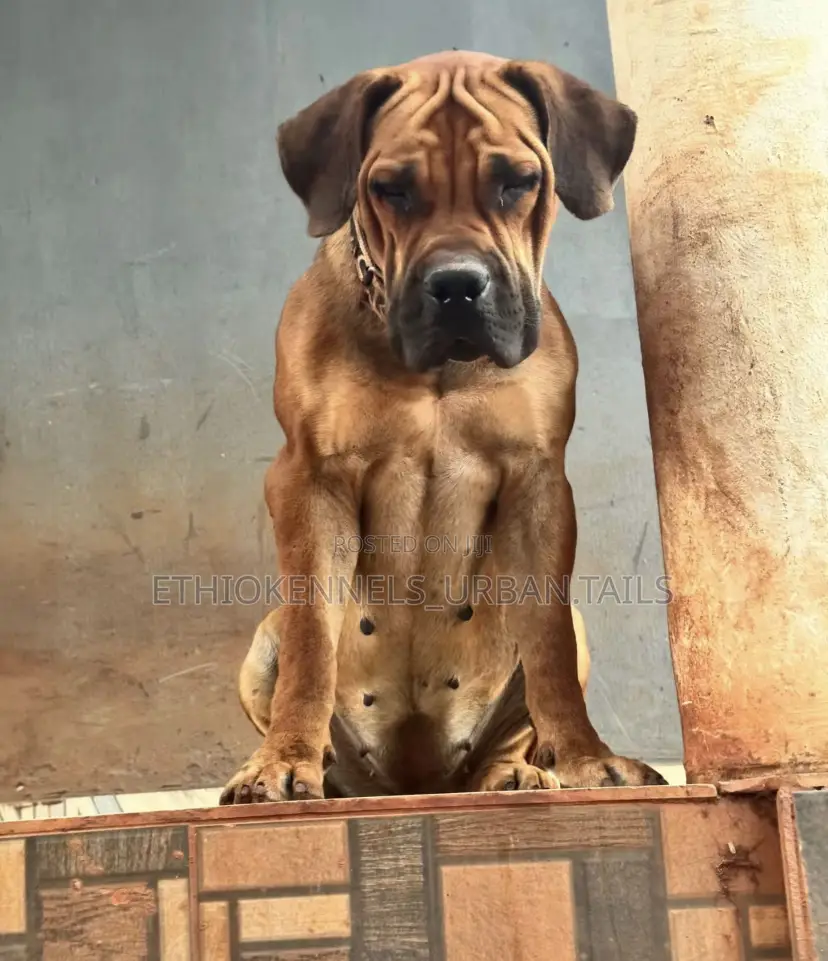 3-6 months Female Purebred Boerboel