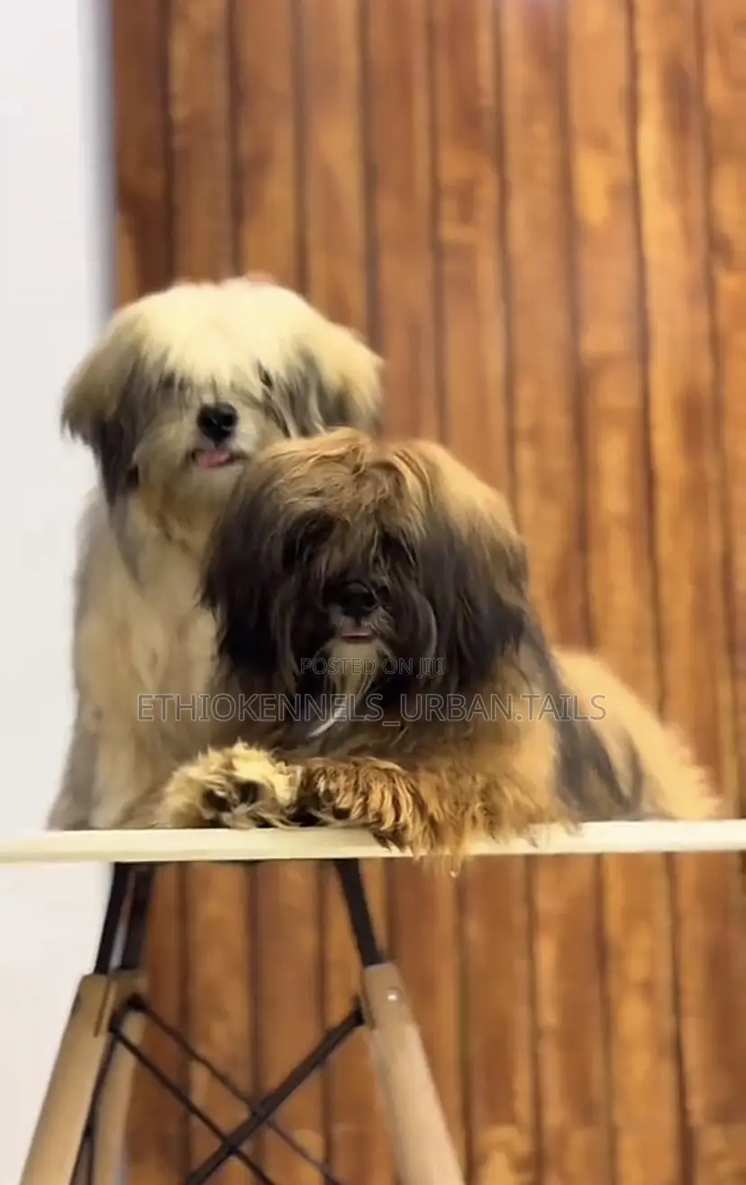 3-6 months Female Mixed Breed Maltese