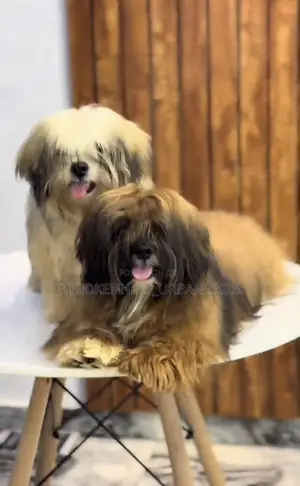 3-6 months Female Mixed Breed Maltese