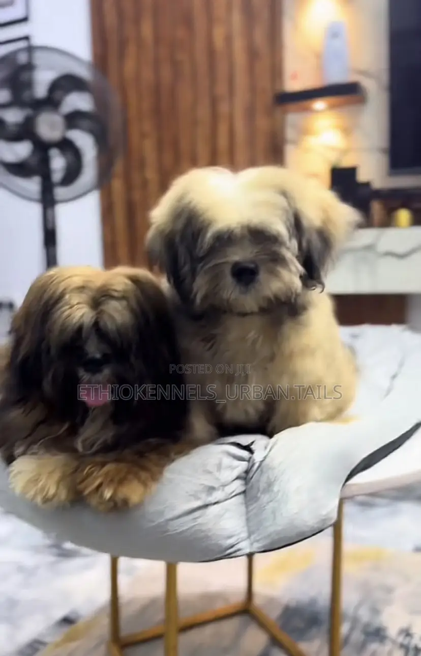 3-6 months Female Purebred Maltese