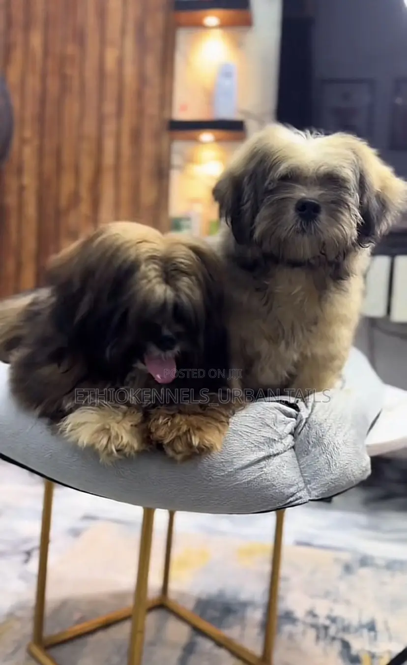 3-6 months Female Purebred Maltese