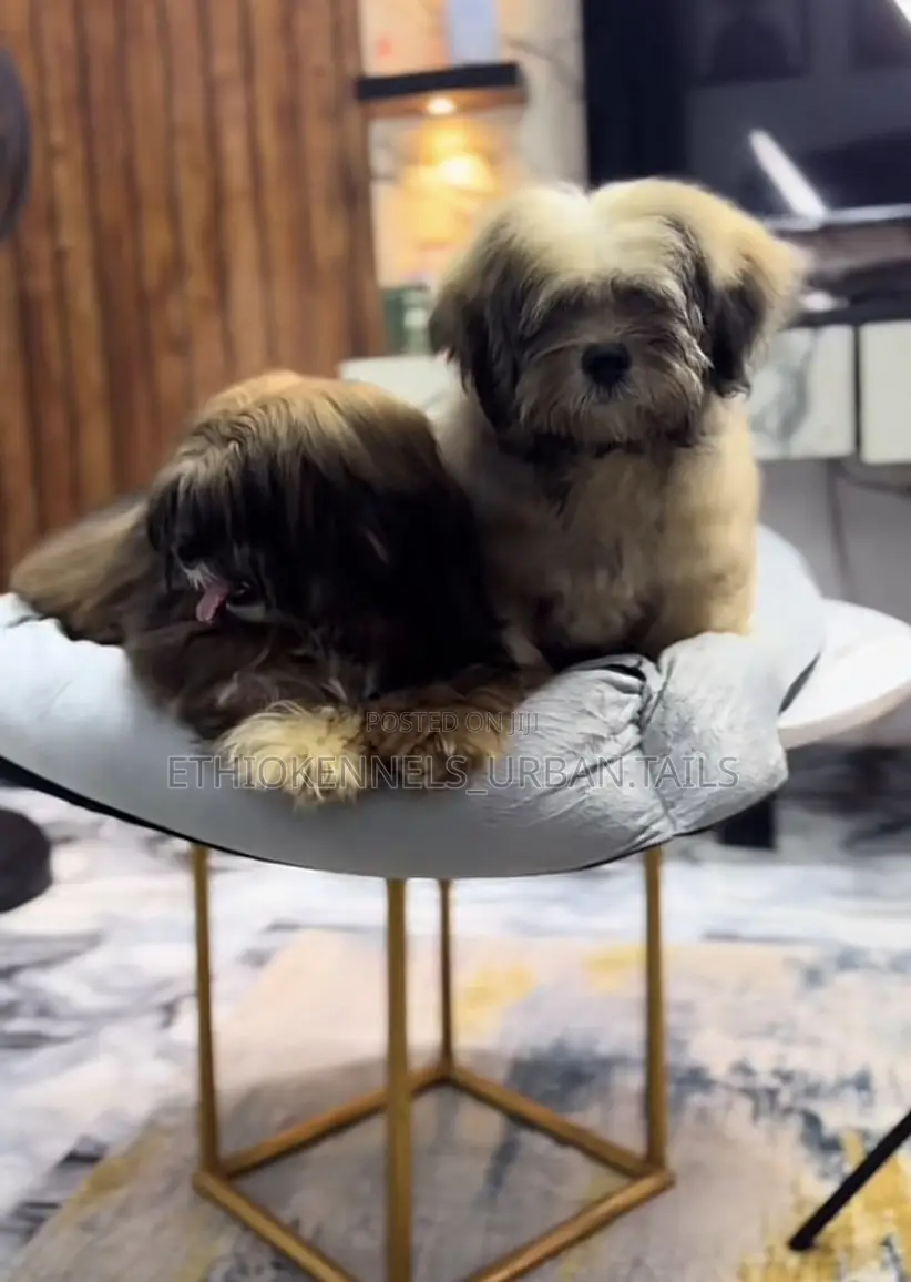 3-6 months Female Purebred Maltese