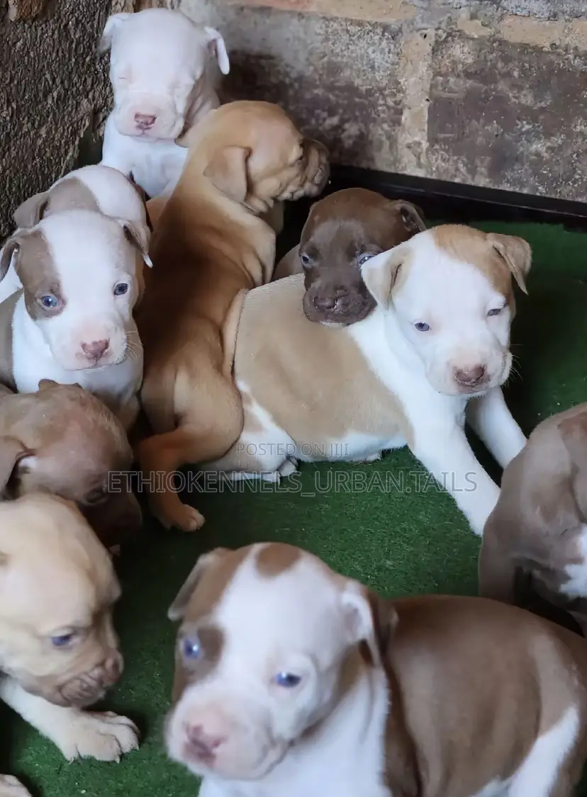 1-3 months Male Purebred American Pit Bull Terrier