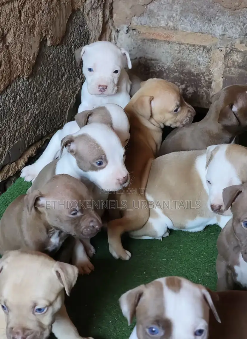 1-3 months Male Purebred American Pit Bull Terrier