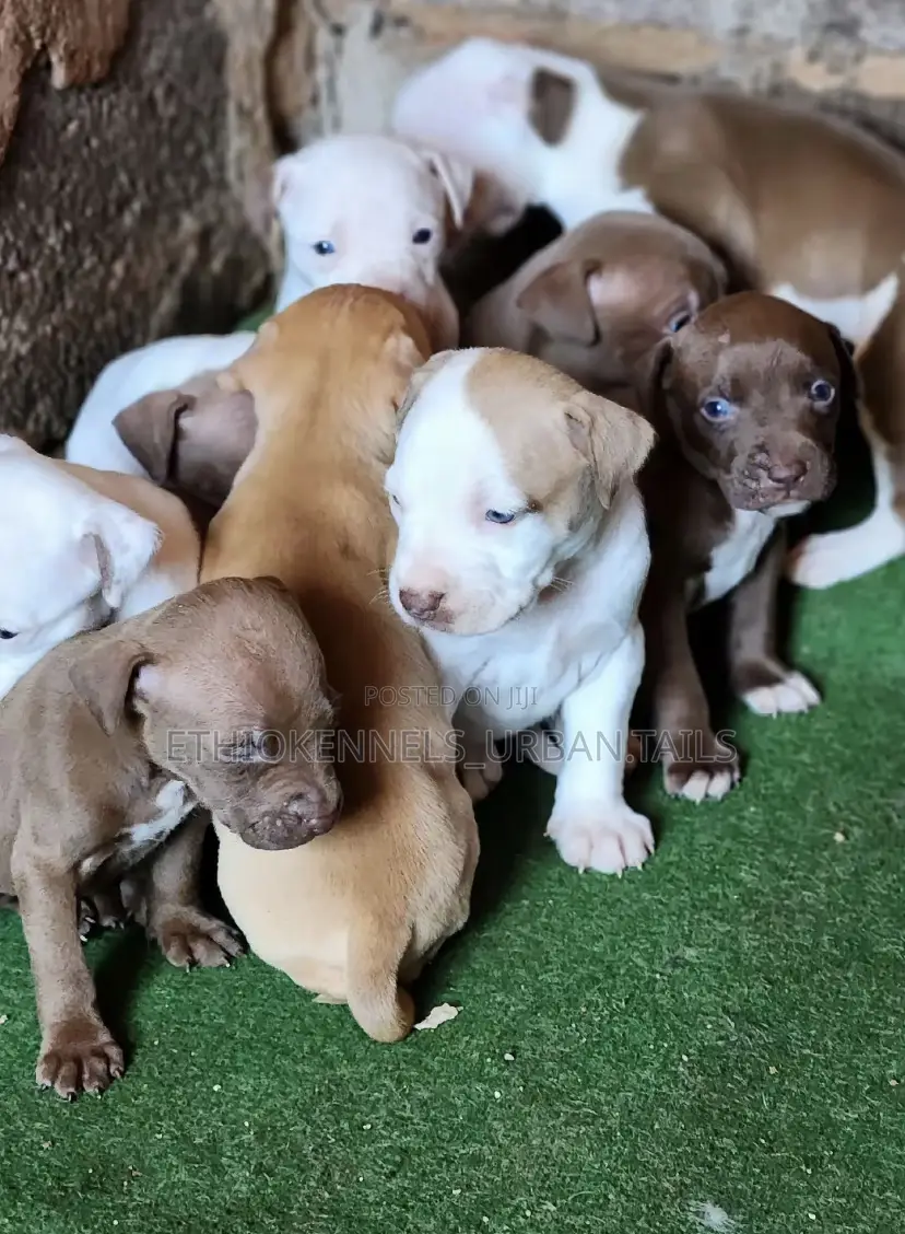 1-3 months Male Purebred American Pit Bull Terrier