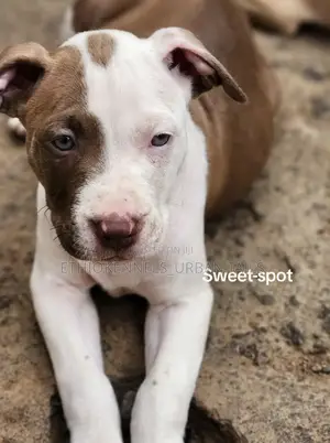 1-3 months Male Purebred American Pit Bull Terrier