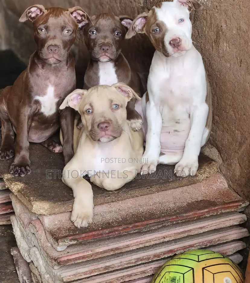 1-3 months Male Purebred American Pit Bull Terrier