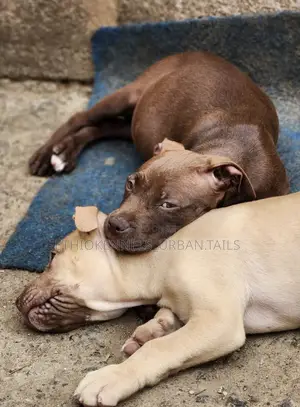 1-3 months Male Purebred American Pit Bull Terrier