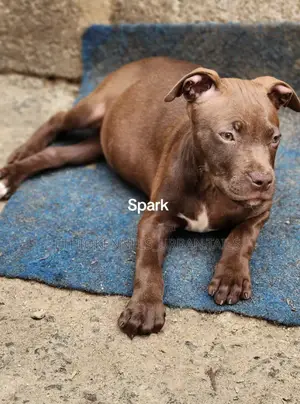 1-3 months Male Purebred American Pit Bull Terrier