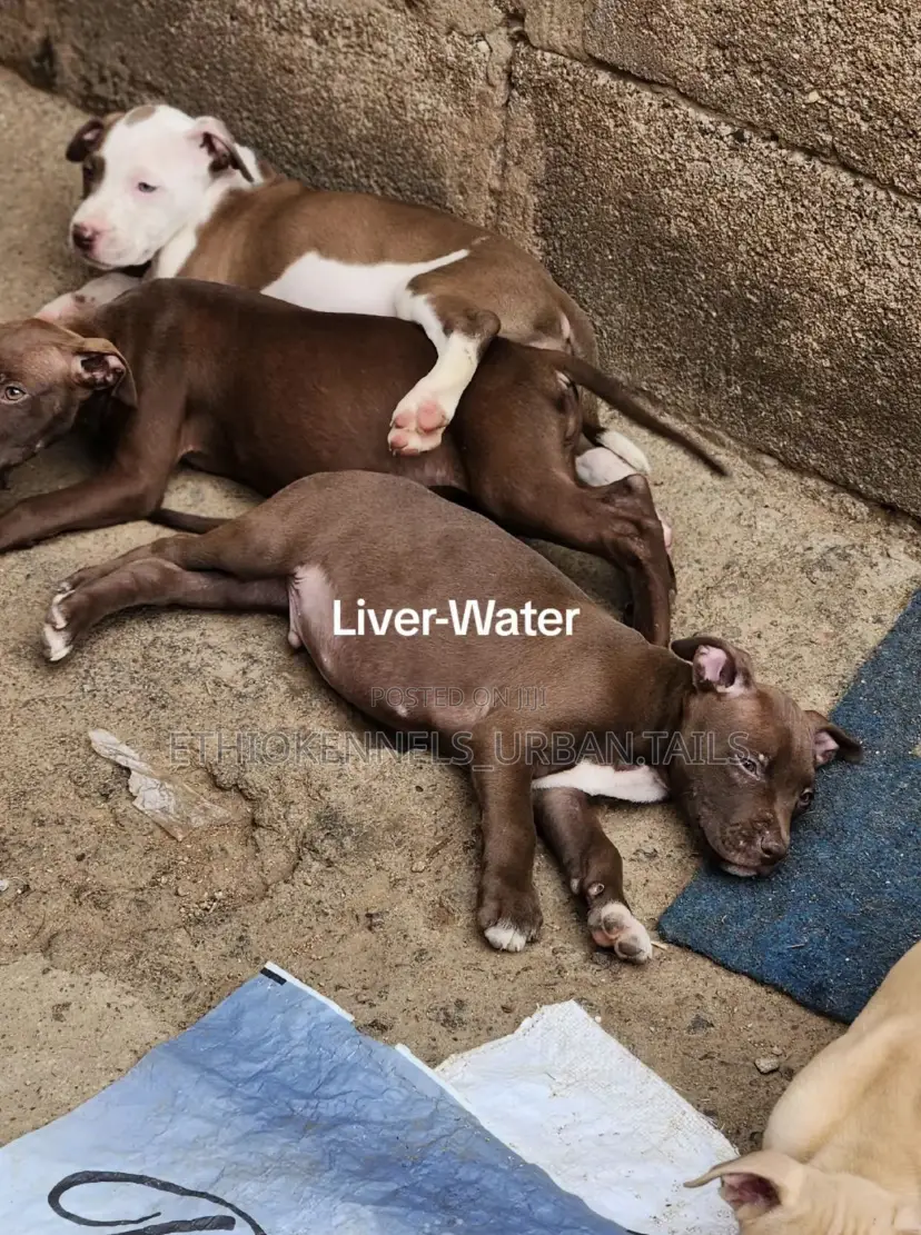 1-3 months Male Purebred American Pit Bull Terrier