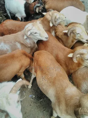 Photo - Lebeal Ye Geba