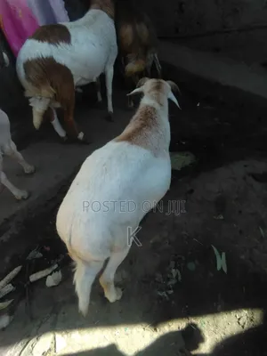 Shenen General Business S.C